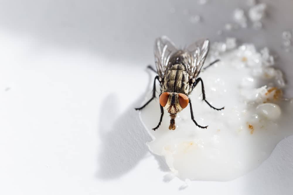 Common house fly eating sweet