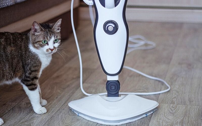 tabby cat staring at a white steam mop on a wooden floor