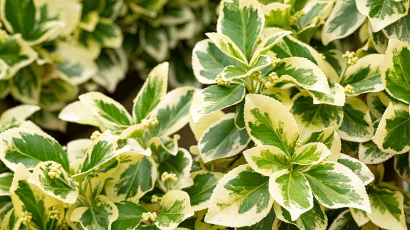 close up of Euonymus japonicus