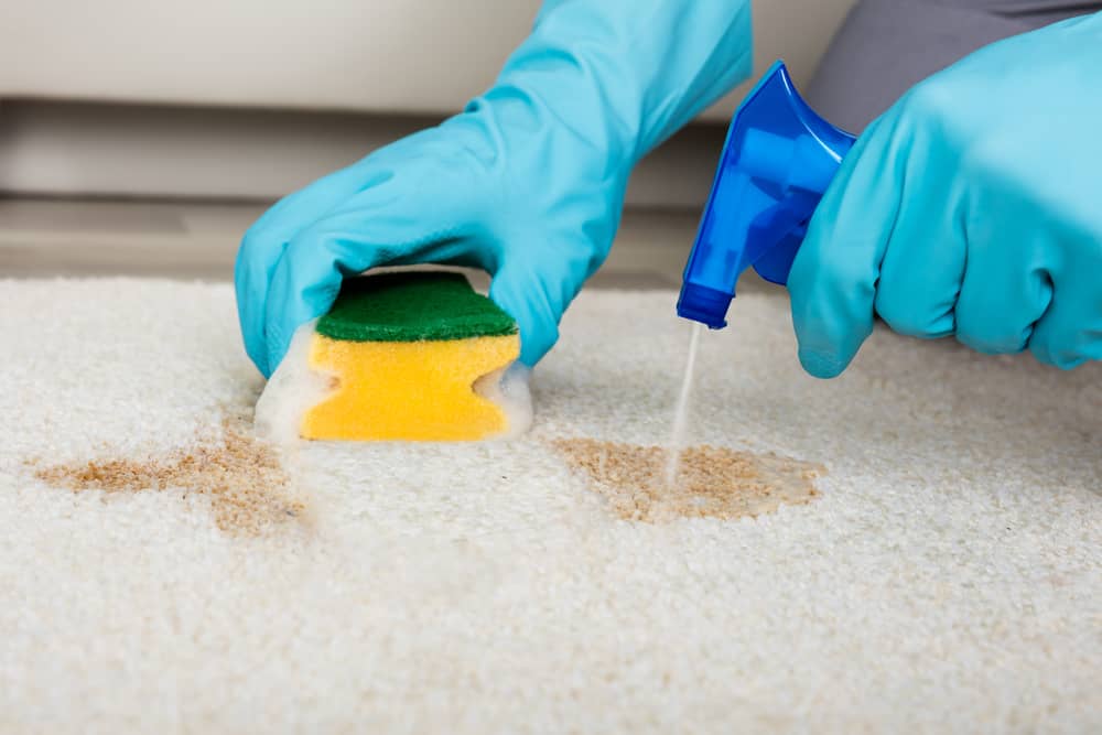 Hands wearing protective gloves using sponge and spray to clean stain from carpet