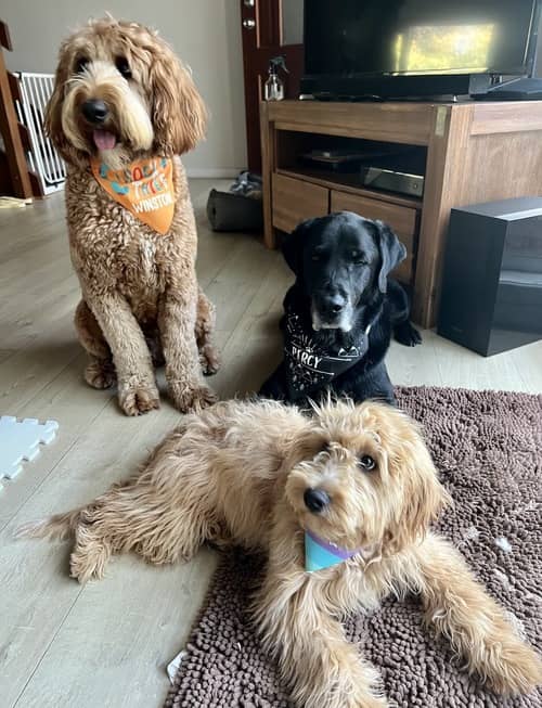 dogs laying with carpet