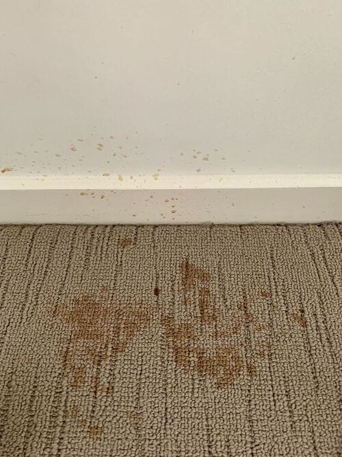 Fresh coffee spill on carpet