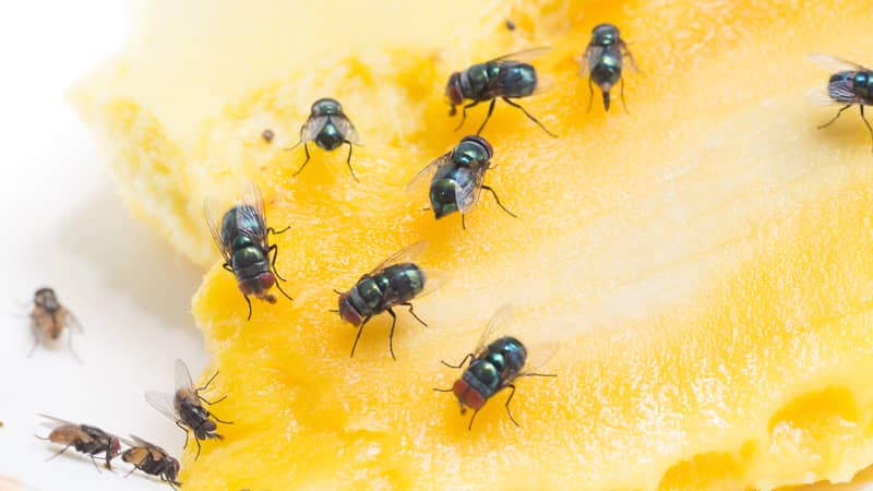 house flies on yellow food