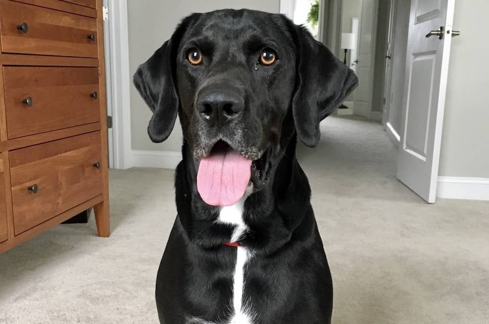 labrador retriever mix on carpet