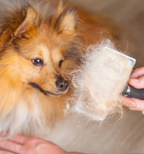 long dog hair on a pet brush