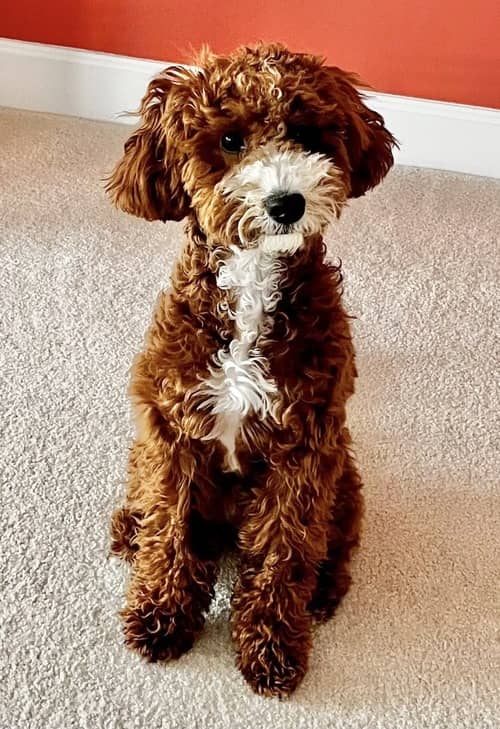 poodle mix on the carpet