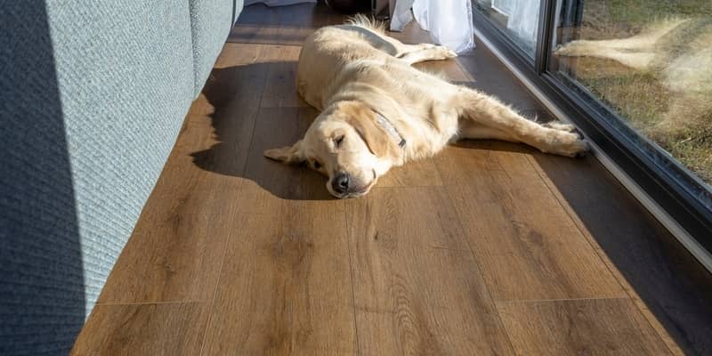 A young male golden retriever is resting on vinyl panels in the rays sun under the large terrace window in the living room.